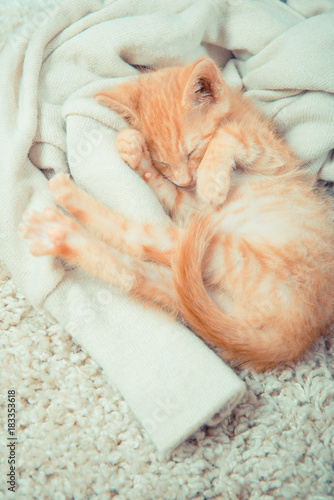 Little red kitten. Cat lies on the fluffy carpet at home. Little Kitten Sleeps. Close-up of sleeping kitten