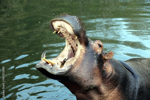 Hippo with open Mouth 