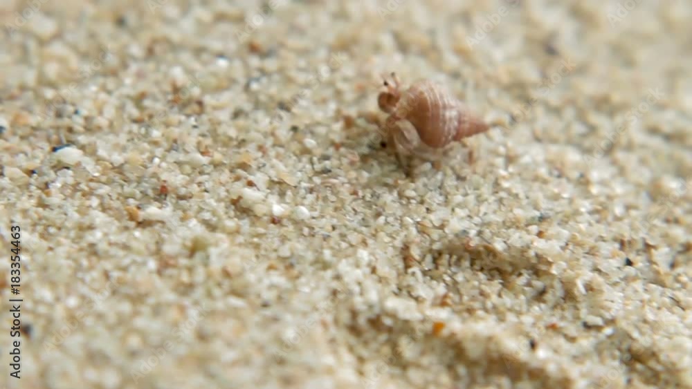 Tiny crab crawls with its shell. Sand beach on Phuket island, Thailand. Tiny crab crawls with its shell. Sand beach on Phuket island, Thailand.