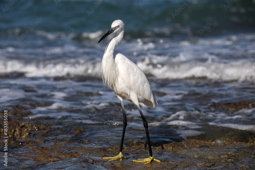 White heron by the sea hunts for fish

