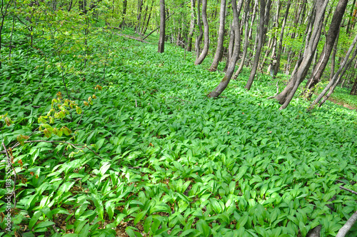 Wild garlic ramson or bear garlic growing in forest in spring. Ramson field under a mountain