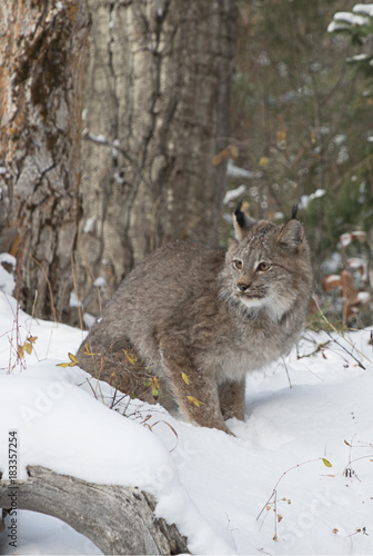 Canada Lynx © Teresa
