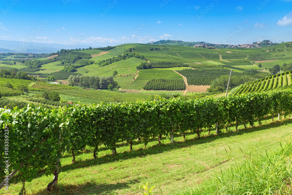 Italian farmland. The hilly valley of the Langhe region, Italy, Piedmont. Italian vineyards. Fertile land.
