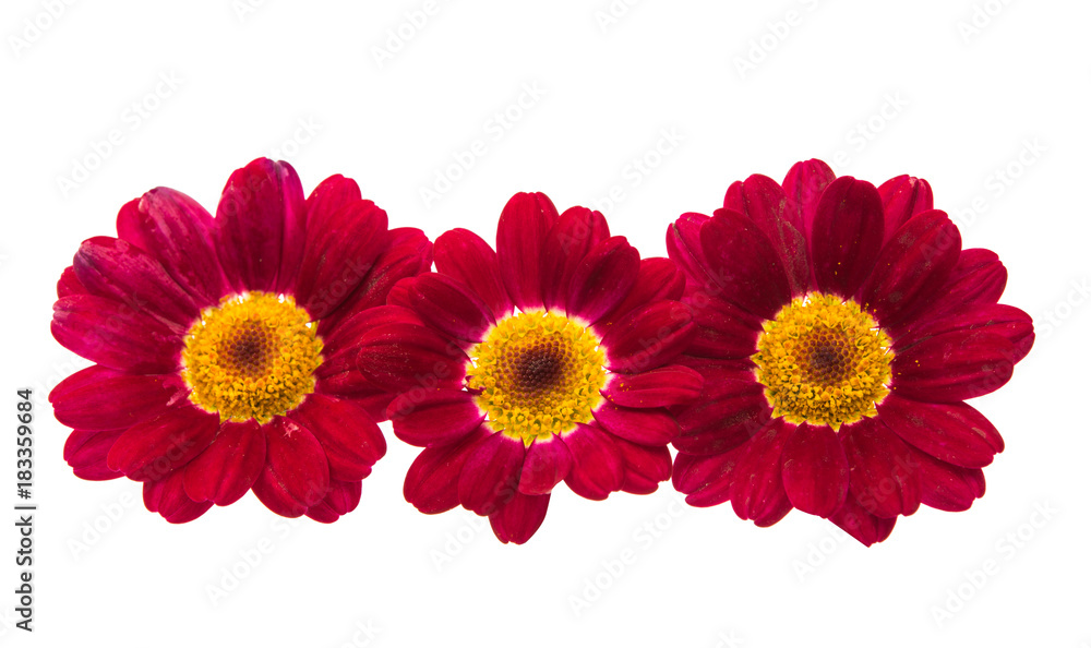 chamomile isolated chamomile isolated