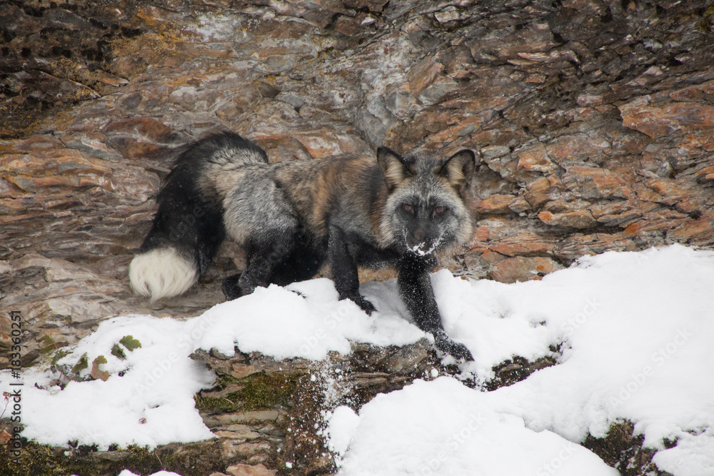 Obraz premium Cross Fox