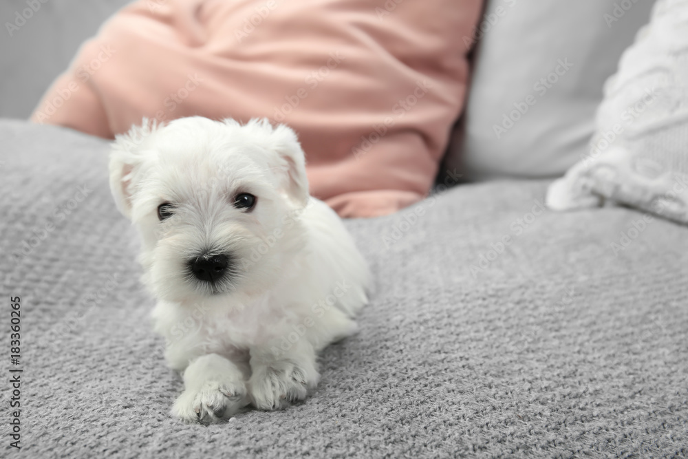 Cute puppy on bed at home, indoors Cute puppy on bed at home, indoors