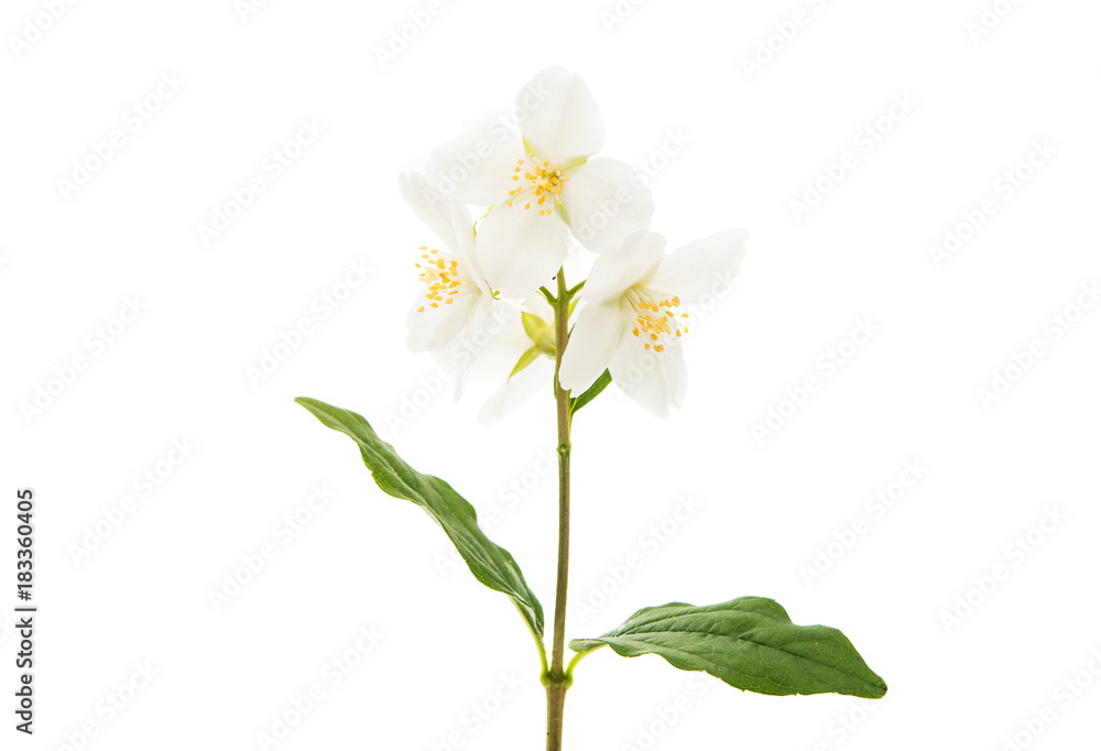 jasmine flower jasmine flower