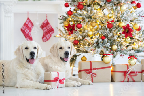 Photography two happy golden retriever dogs posing for Chrsitmas