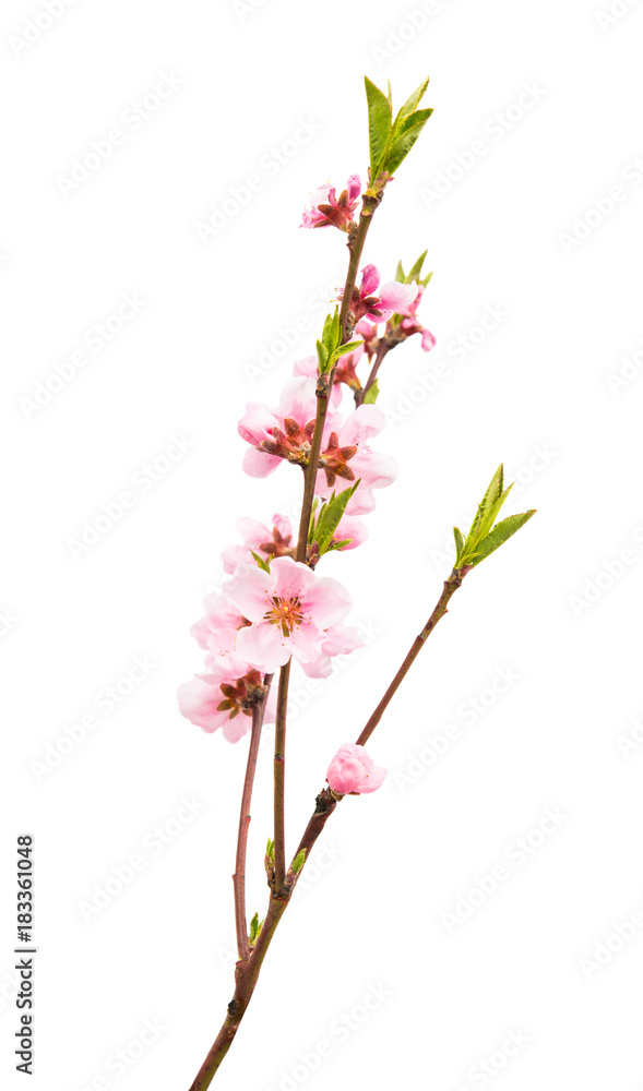Obraz premium Sakura flowers isolated