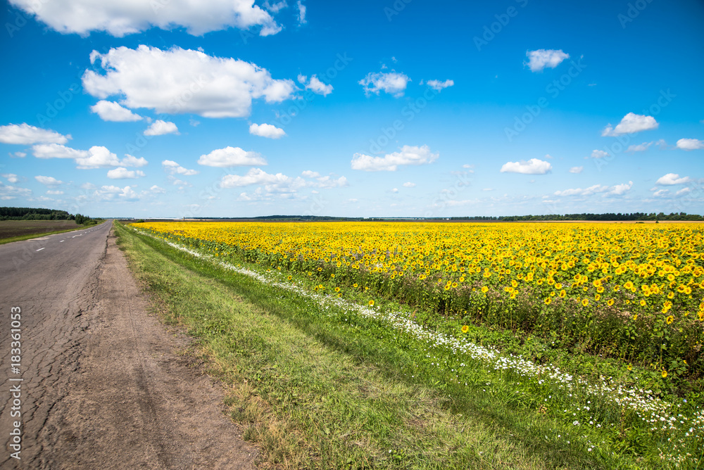 Summer landscape with a field of sunflowers Summer landscape with a field of sunflowers