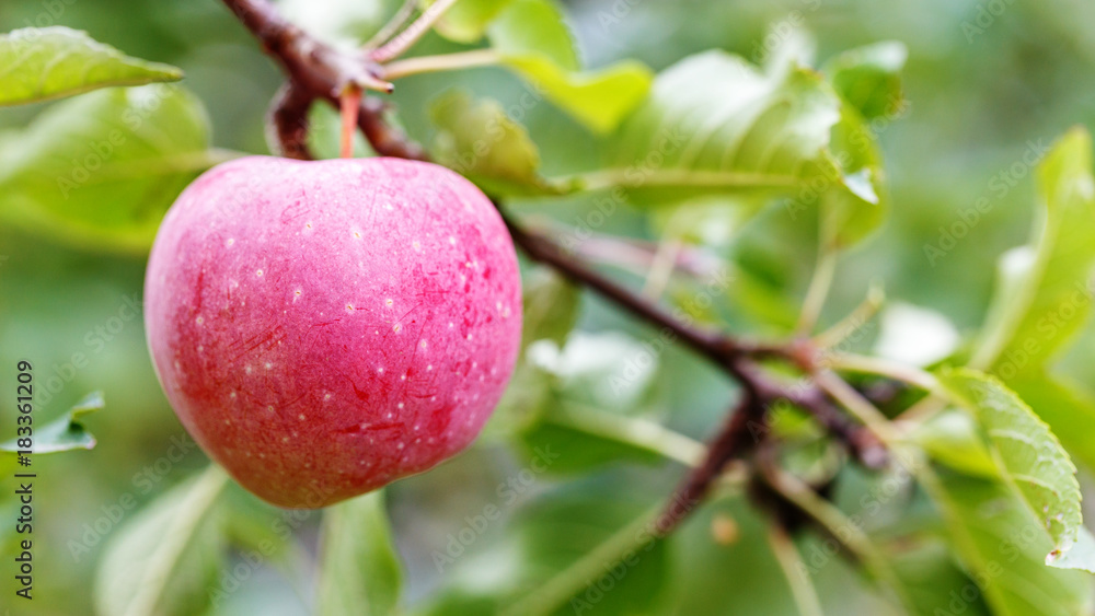 a ripe apple on a tree branch. agriculture for growing fruits. a ripe apple on a tree branch. agriculture for growing fruits.