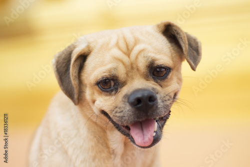 Beautiful happy brown dog