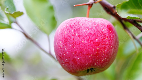 a ripe apple on a tree branch. agriculture for growing fruits.