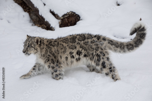 Snow Leopard Cub