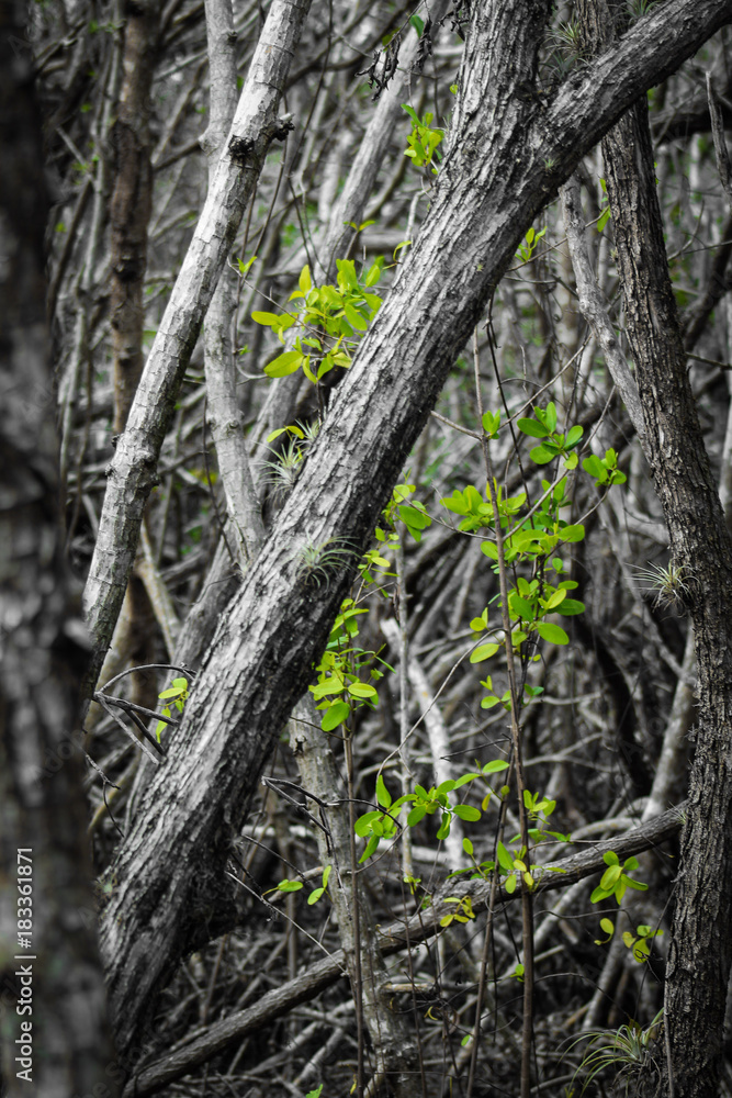 Obraz premium Green Leaves