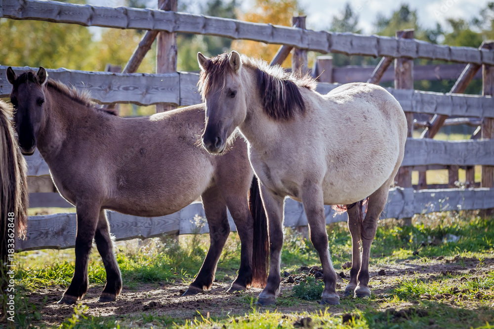 Fototapeta premium Horses from the herd of Polish conies are walking freely