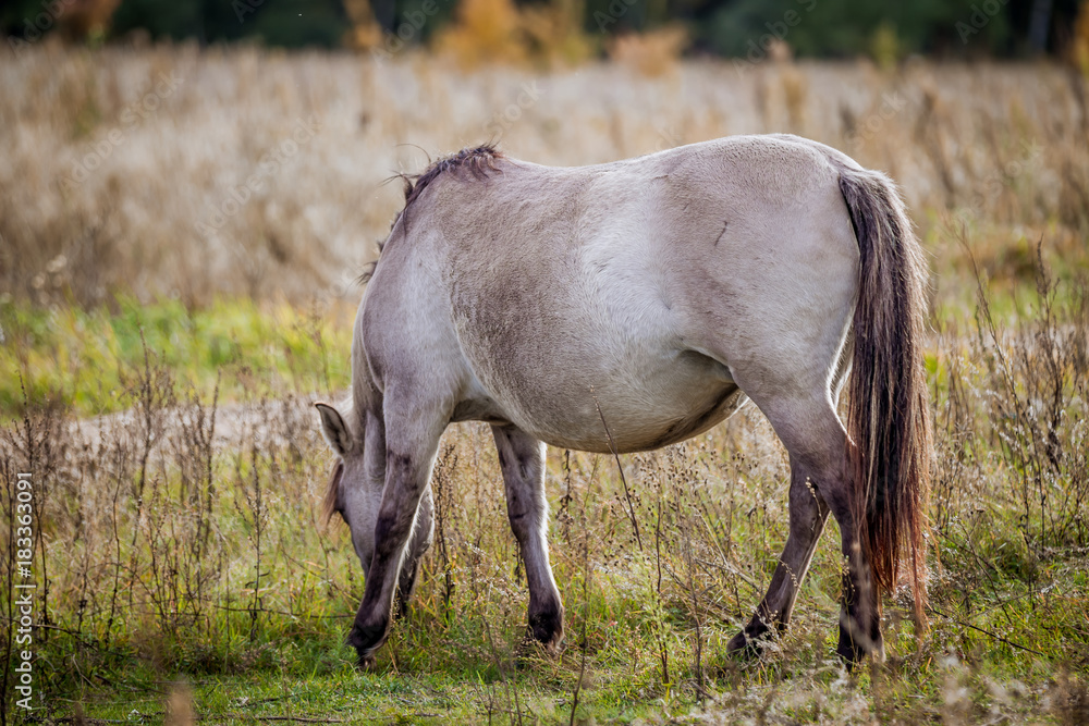 Mare of Polish conic grazing in autumn field Mare of Polish conic grazing in autumn field