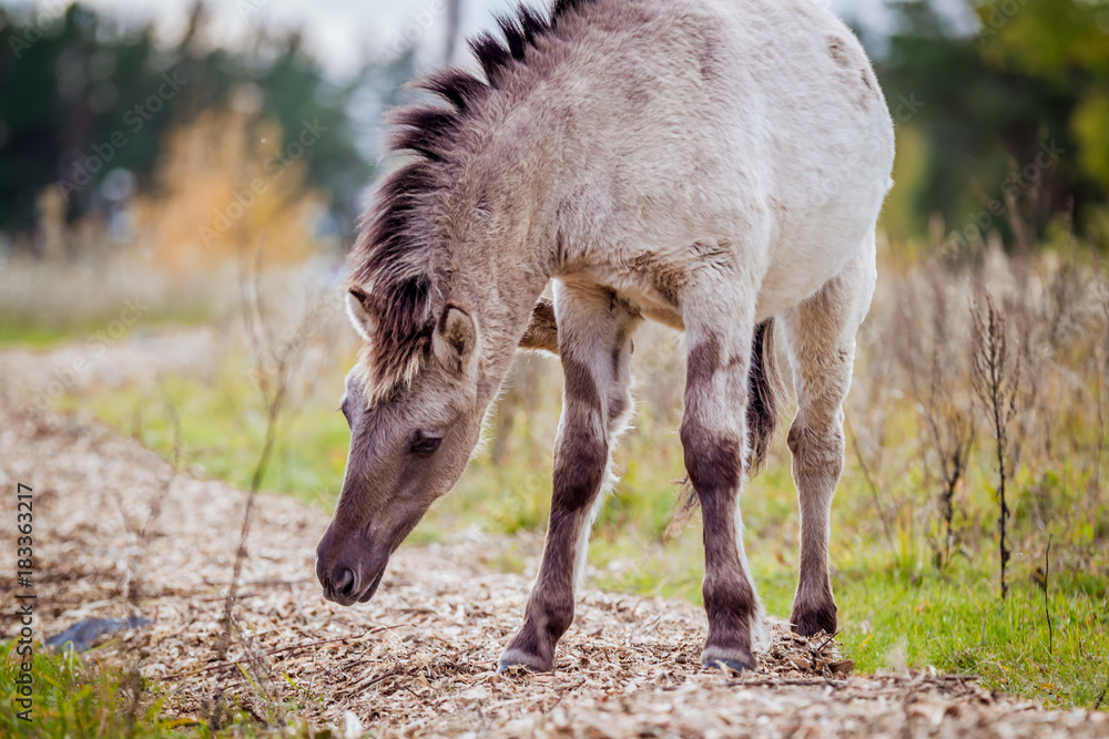 Obraz premium Foal of the Polish conic walks in freedom in autumn