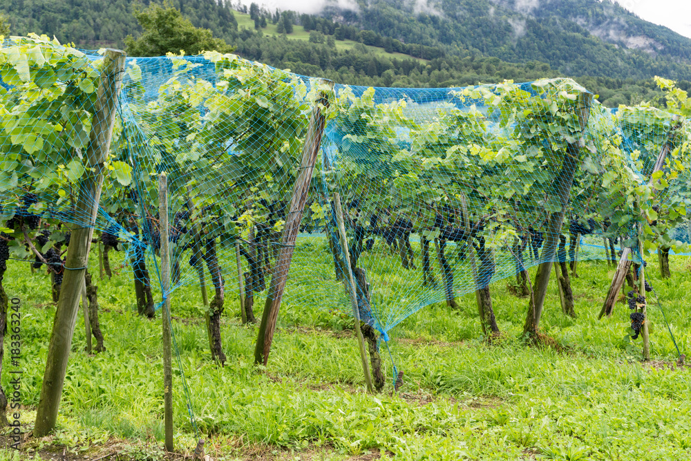 ripe pinot noir grapes on grapevines covered in blue net to keep away predators and ready for harvesting