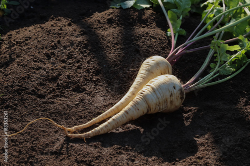 Frische Pastinaken