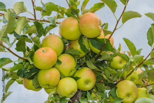 a bunch of apples on a tree branch in an intensive industrial garden in autumn