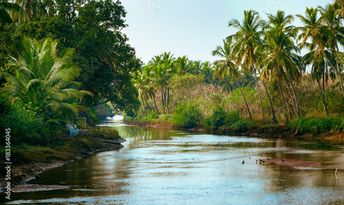 River and palm forest