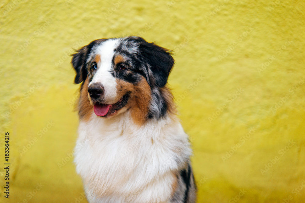 Smiling australian shepherd portrait on background of bright yellow wall with copy space.