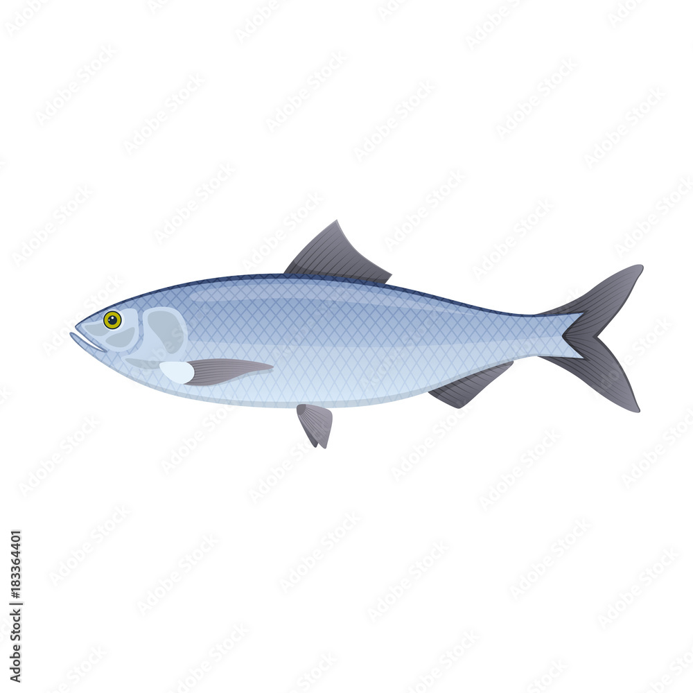 Naklejka premium Herring. Colorful sea, river fish, swimming on blue deep sea.