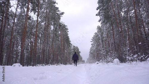 A man walking in a winter pine forest © taraskobryn