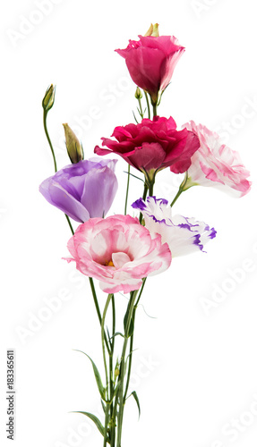 flowers eustoma isolated
