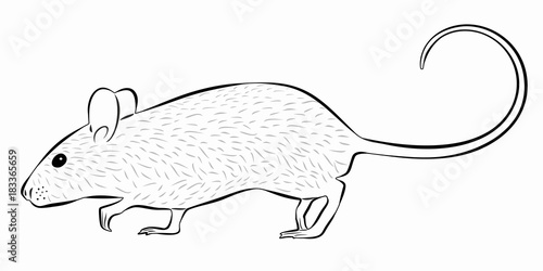 mouse illustration, vector draw