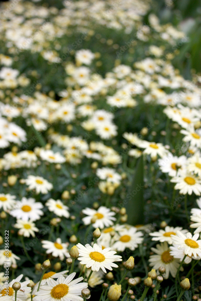 Obraz premium meadow of daisies