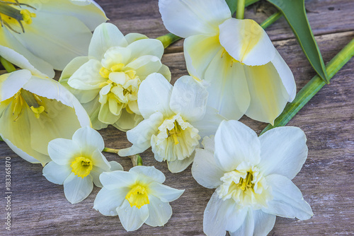 Fototapeta Naklejka Na Ścianę i Meble -  bunch of white daffodils on rustic background close up