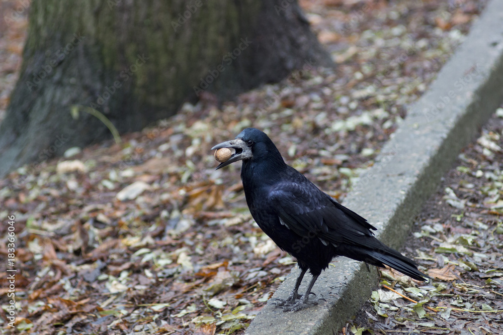 Fototapeta premium Ukrain, Dnepr, Park Gagarina