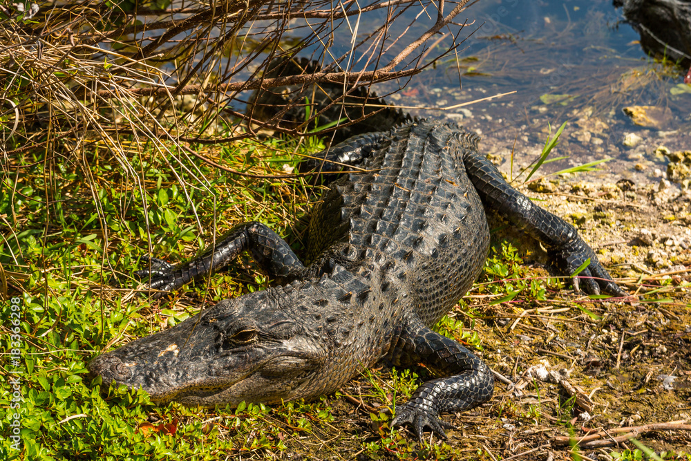 Alligator near a pool of Everglades National Park Alligator near a pool of Everglades National Park