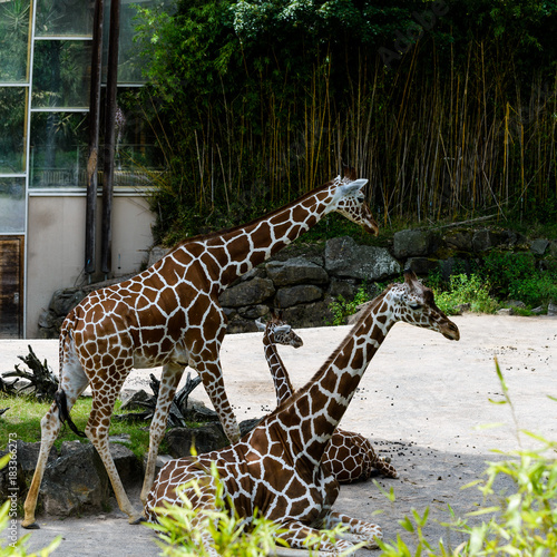 Giraffes at the Zoo