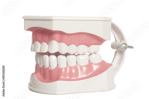 Dental human teeth model photo