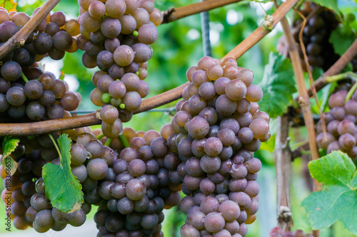 rosé grapes hanging on grapevines ready for harvesting