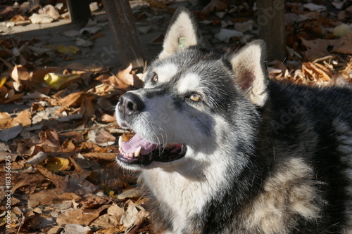 Fotografie Stray dog like husky.