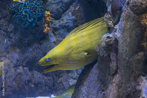  yellow head moraine  fish  underwater sea life photo