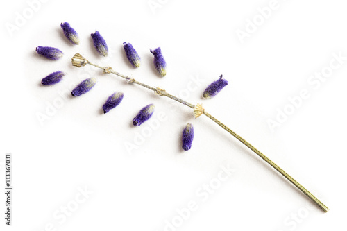 Fototapeta Naklejka Na Ścianę i Meble -  Lavender flowers isolated on white