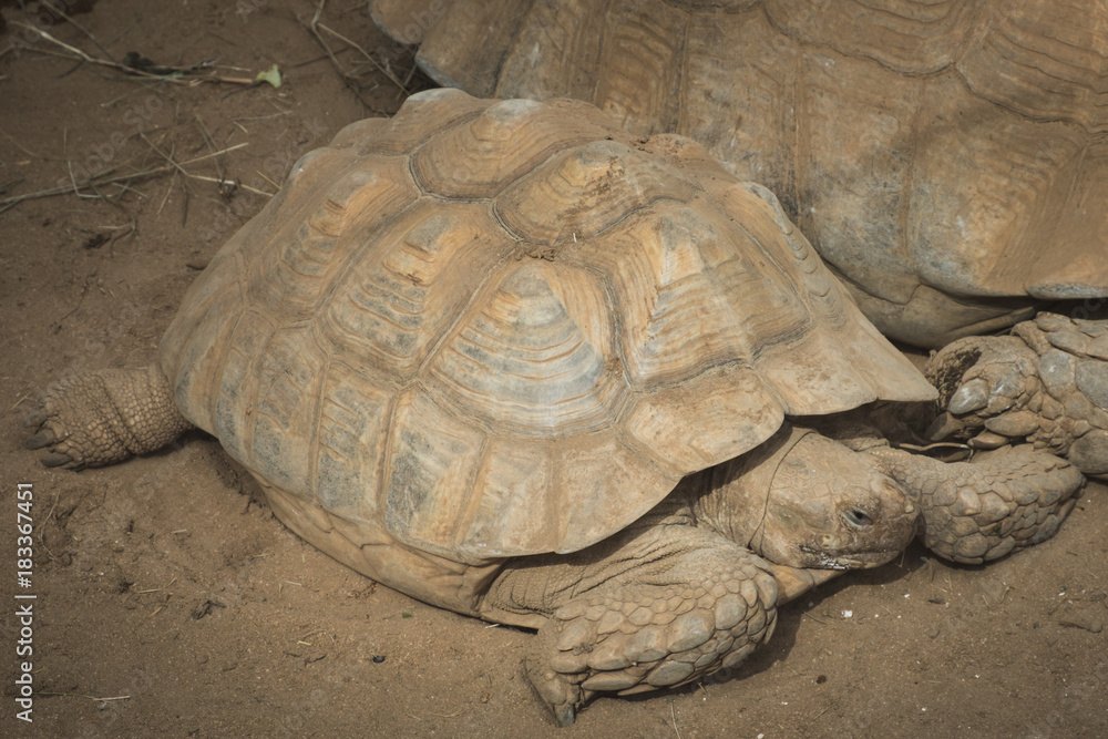 Fototapeta premium turtle, tortoise