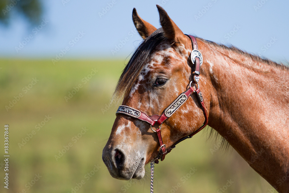 Obraz premium foal appaloosa in portraits on the pasture