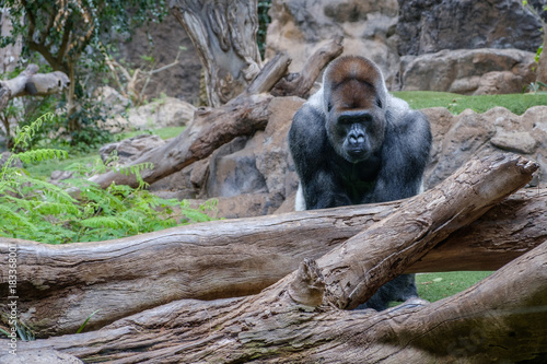 gorilla portrait - silverback gorilla  