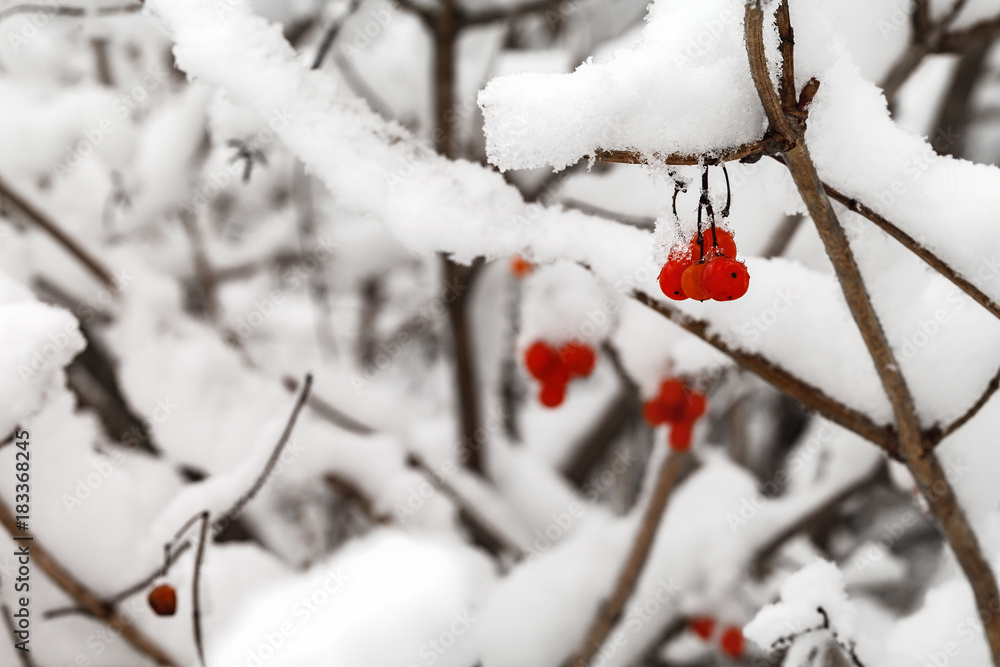 The branches with fruits of red viburnum are covered with snow The branches with fruits of red viburnum are covered with snow