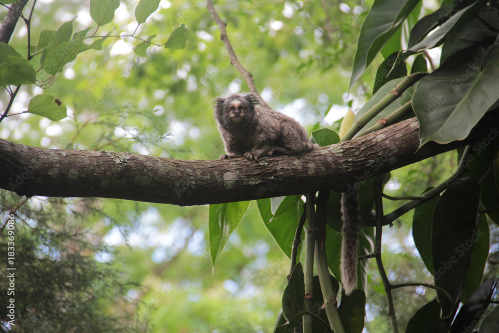 Sagui monckey sitting at a branch Sagui monckey sitting at a branch