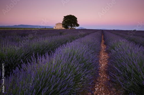 Provence lavender fields in France. Purple waves.