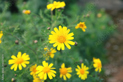 Spring background with yellow flowers.Spring flowers.