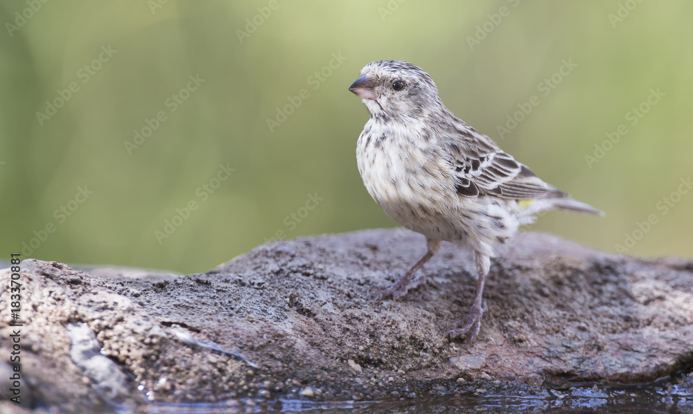 Black Throated Canary female sitting on a rock in shade Black Throated Canary female sitting on a rock in shade
