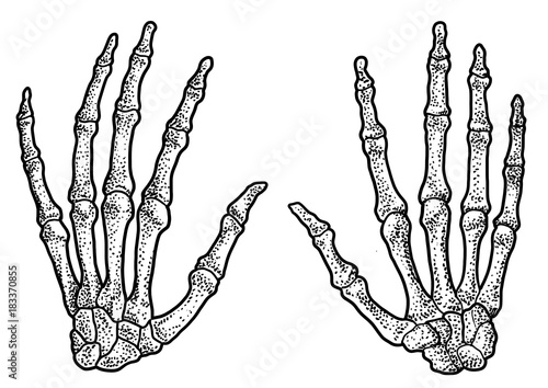Human hand skeleton illustration, drawing, engraving, ink, line art, 

vector